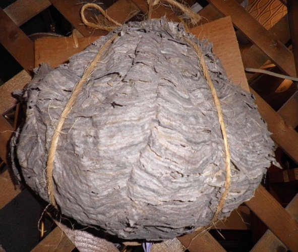 Bee Hive Attached to wall