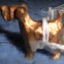 Dog - Tiny - Gold Metal B4621