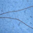 Necklace - Letter R B3788