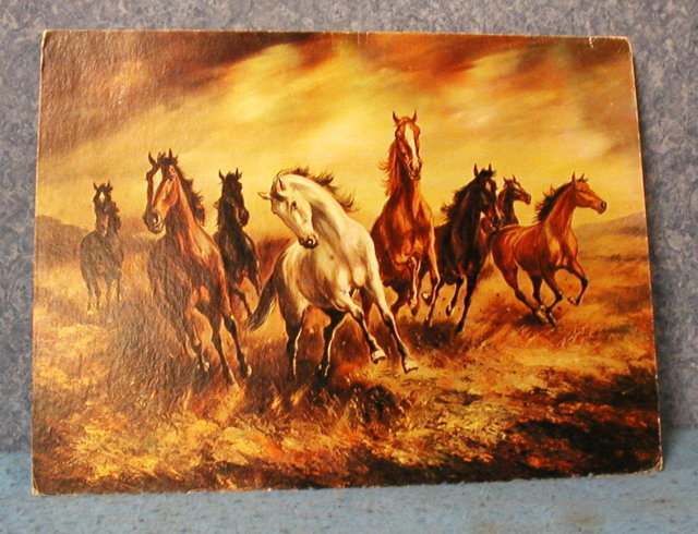 Wild Horses On The Run