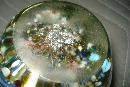 Early Twentieth Century Floral Glass Paperweight With Opened Flower And Floral Surround At Base