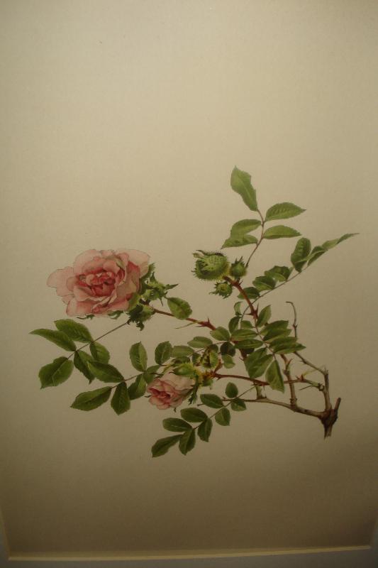 Early Twentieth Century Chromolithographs (Five),