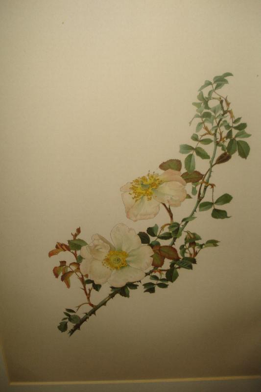 Early Twentieth Century Chromolithographs (Five),