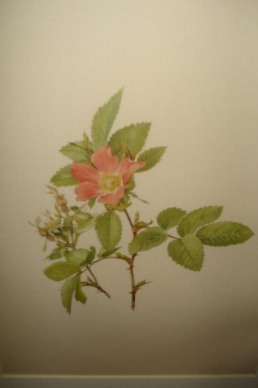 Early Twentieth Century Chromolithographs (Five),
