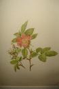 Early Twentieth Century Chromolithographs (Five),