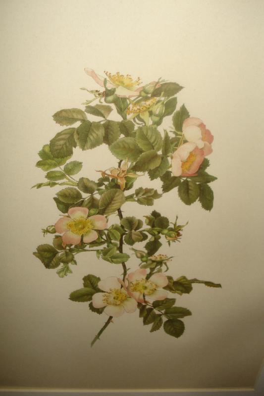 Early Twentieth Century Chromolithographs (Five),