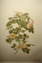 Early Twentieth Century Chromolithographs (Five),
