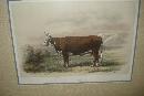 Nineteenth Century Hand Colored Copperplate Engraving by M. Emile Baudement,