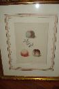 Pair Of Original Early Nineteenth Century Mezotint Engravings By George Brookshaw,