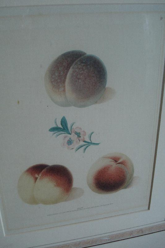 Pair Of Original Early Nineteenth Century Mezotint Engravings By George Brookshaw,