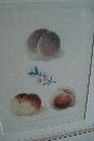 Pair Of Original Early Nineteenth Century Mezotint Engravings By George Brookshaw,