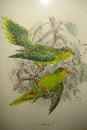 Original Nineteenth Century Hand Colored Lithograph By Kuelemanns,