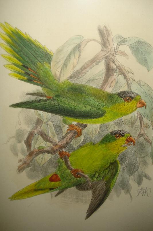 Original Nineteenth Century Hand Colored Lithograph By Kuelemanns,