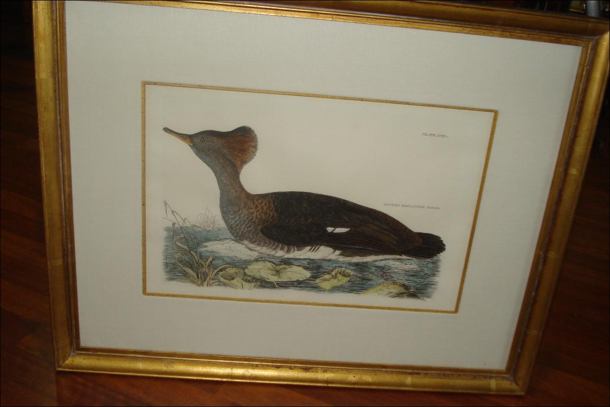 Original Early Nineteenth Century Hand Colored Aquatint Engraving By Selby,