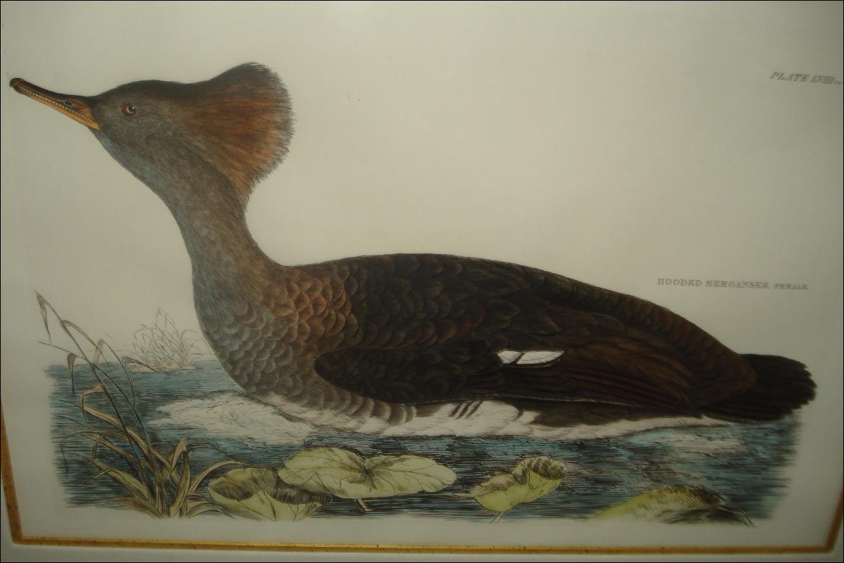 Original Early Nineteenth Century Hand Colored Aquatint Engraving By Selby,