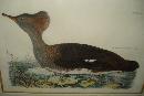 Original Early Nineteenth Century Hand Colored Aquatint Engraving By Selby,
