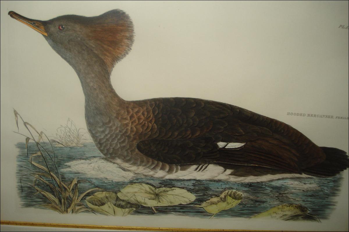 Original Early Nineteenth Century Hand Colored Aquatint Engraving By Selby,
