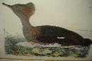 Original Early Nineteenth Century Hand Colored Aquatint Engraving By Selby,