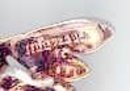 SALE Sterling and Amethyst Bee Pin signed MFA
