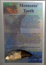 Mosasaur Tooth w/Root 3.25 In On Framable Descriptive Display-Cretaceous