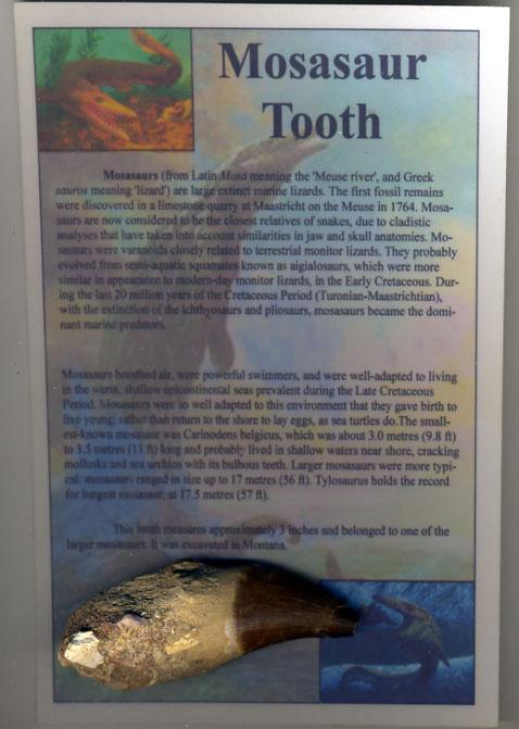 Mosasaur Tooth w/Root 3.25 In On Framable Descriptive Display-Cretaceous