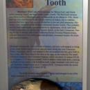 Mosasaur Tooth w/Root 3.25 In On Framable Descriptive Display-Cretaceous