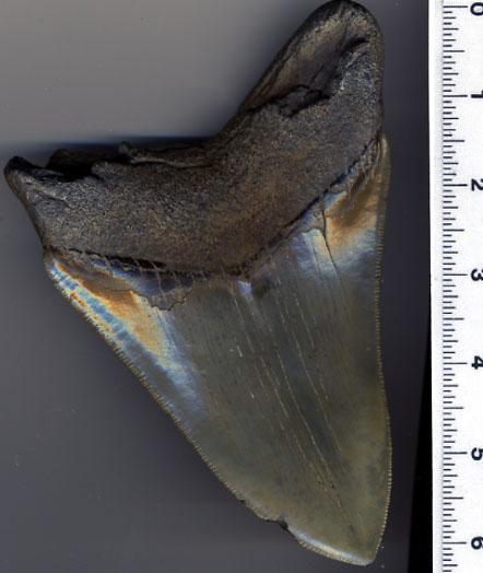 Huge 6.25