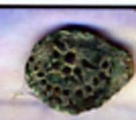 Ancient Roman Widow's Mite Mentioned in Luke 21:1-4