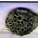 Ancient Roman Widow's Mite Mentioned in Luke 21:1-4