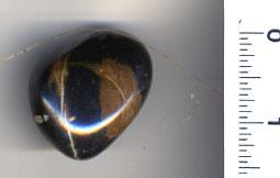 DinoDung or Coprolite-Approx 35 Million Years Old - Mounted on Descriptive Backing