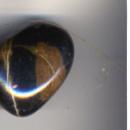 DinoDung or Coprolite-Approx 35 Million Years Old - Mounted on Descriptive Backing