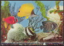 Lenticular Tropical Fish Postcard