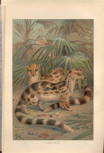 Lydekker Color Bookplate