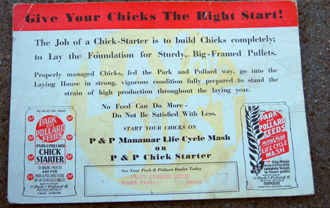Chicken Feed Postcard
