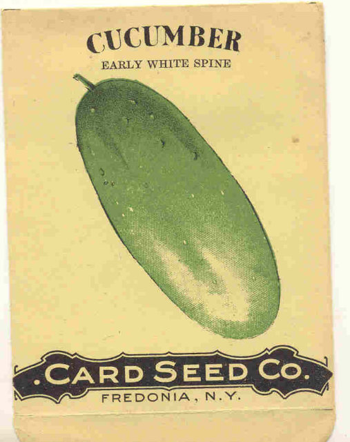 old 1910 FREDONIA NY CUCUMBER litho seed pack