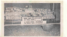old vintage 1954 POSTED BW Pennies Postcard