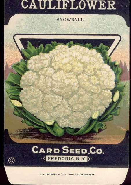 old vintage 1930s CAULIFLOWER SEED PACKET ~ FREDONIA NEW YORK