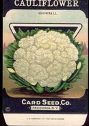 old vintage 1930s CAULIFLOWER SEED PACKET ~ FREDONIA NEW YORK