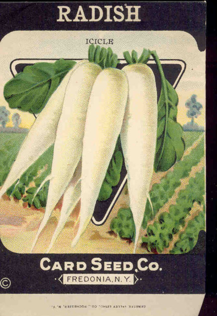 old vintage 1930s WHITE RADISH SEED PACKET ~ FREDONIA NY