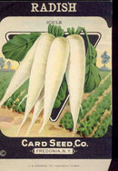 old vintage 1930s WHITE RADISH SEED PACKET ~ FREDONIA NY