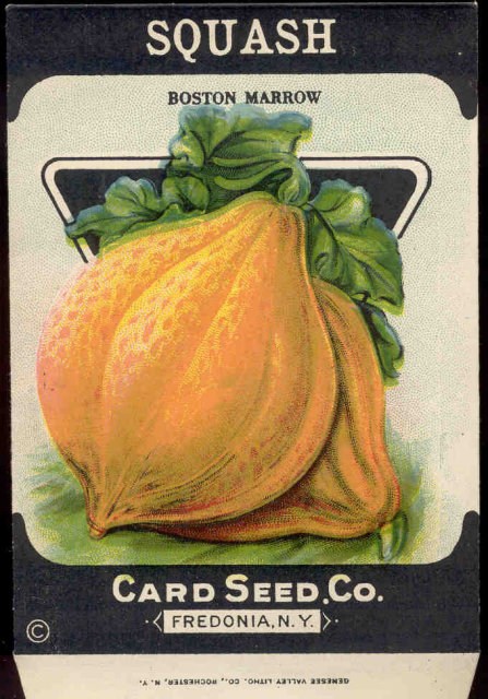 old vintage 1930s SQUASH SEED PACKET ~ FREDONIA NY