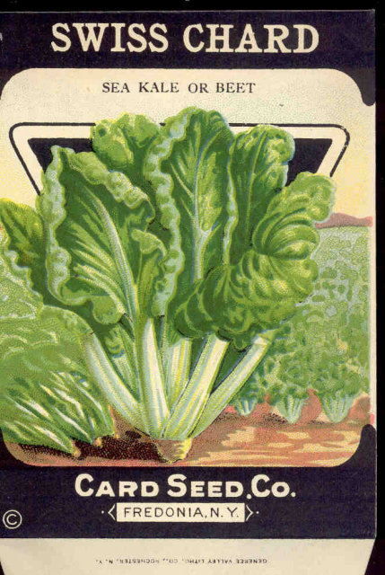 old vintage 1930s SWISS CHARD SEED PACKET ~ FREDONIA NY