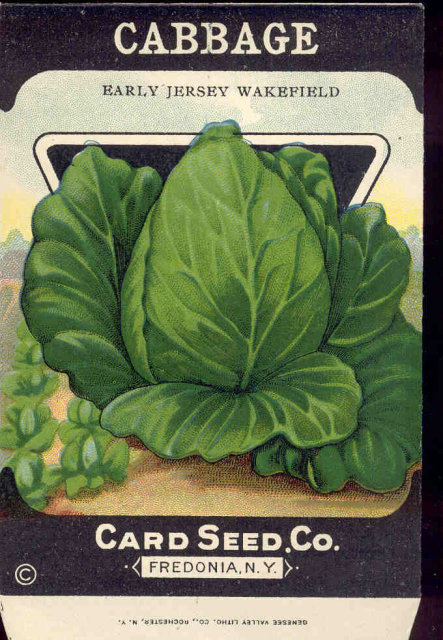 old vintage 1930s CABBAGE SEED PACKET ~ FREDONIA NY