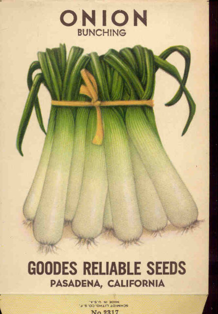 old vintage 1930s SCALLION ONION SEED PACKET ~ PASADENA CA