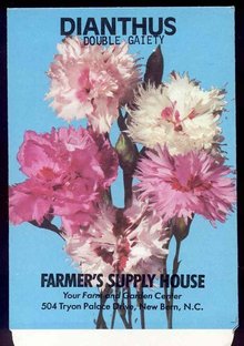 Dianthus Double Flower Seed Pack