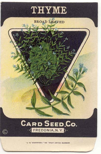 old vintage 1930s THYME HERB SEED PACKET ~ FREDONIA NY