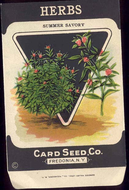 old vintage 1930s SAVORY HERB SEED PACKET ~ FREDONIA NY