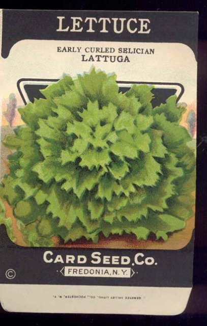 old vintage 1930s LETTUCE SEED PACKET ~ FREDONIA NY