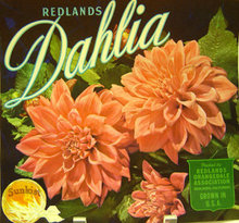 Sunkist Dahlia Crate Label