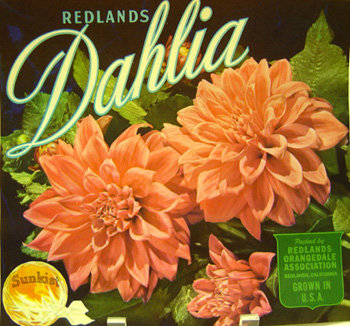 Sunkist Dahlia Crate Label